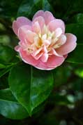 National Camelia collection