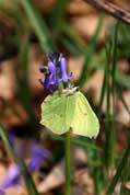 Clouded yellow butterfly - Cabilla and Redrice woods