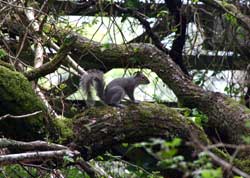 Squirrel - Cabilla and Redrice woods