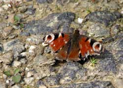 Peacock butterfly - Cabilla and Redrice woods