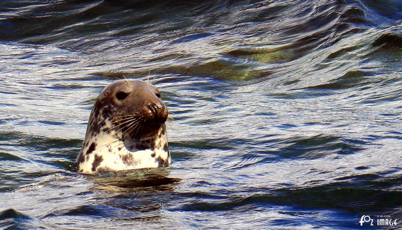 15 August 2017 - Glass bottom boat trip © Ian Foster / fozimage