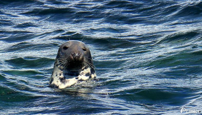 15 August 2017 - Glass bottom boat trip © Ian Foster / fozimage