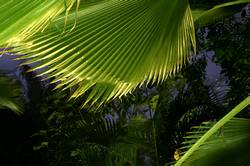 Eden - rainforest biome