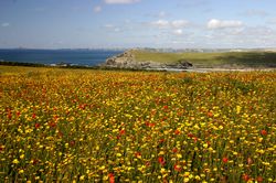 West Pentire - Corn Marigolds and Red Poppies