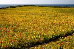 West Pentire - Corn Marigolds and Red Poppies