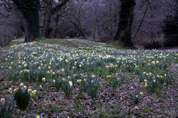 Respryn - daffodils along the river bank
