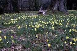 Respryn - daffodils along the river bank