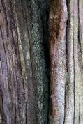 Respryn - Tree trunk patterns