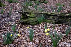 Respryn - daffodils