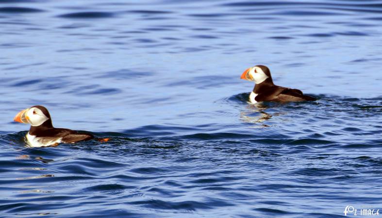 26 March 2017 - Farne island Puffins © Ian Foster / fozimage