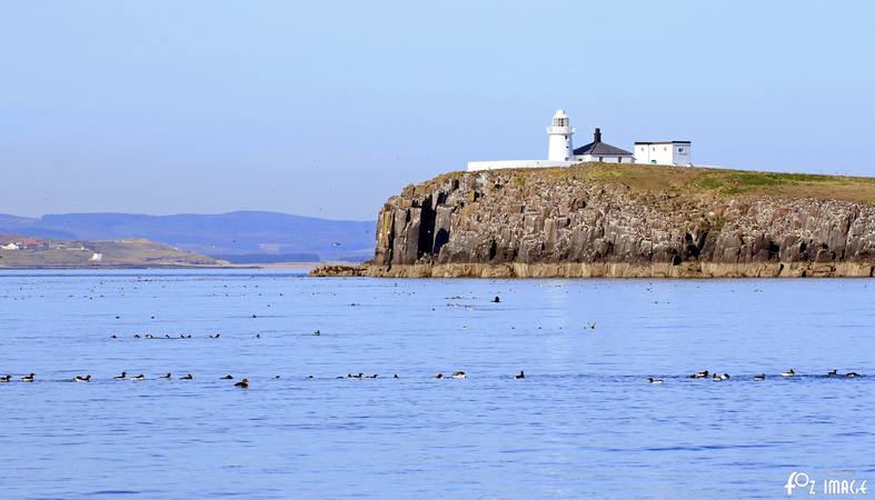 26 March 2017 - Farne island Puffins © Ian Foster / fozimage