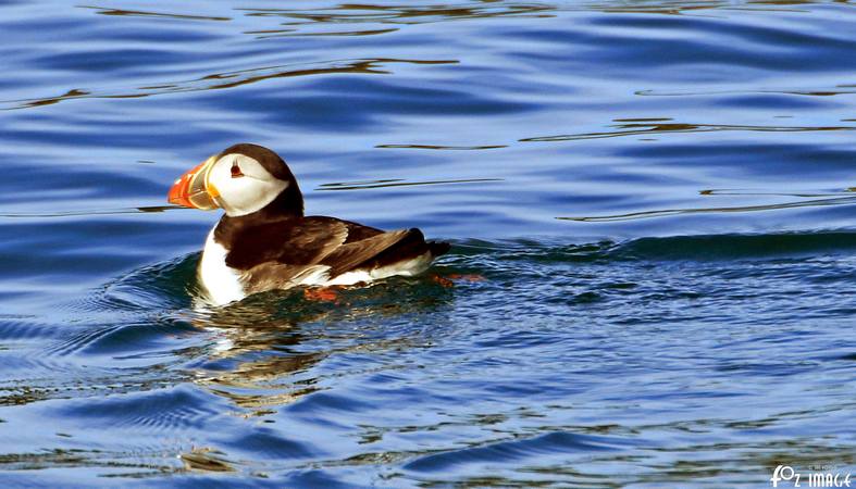 26 March 2017 - Farne island Puffins © Ian Foster / fozimage