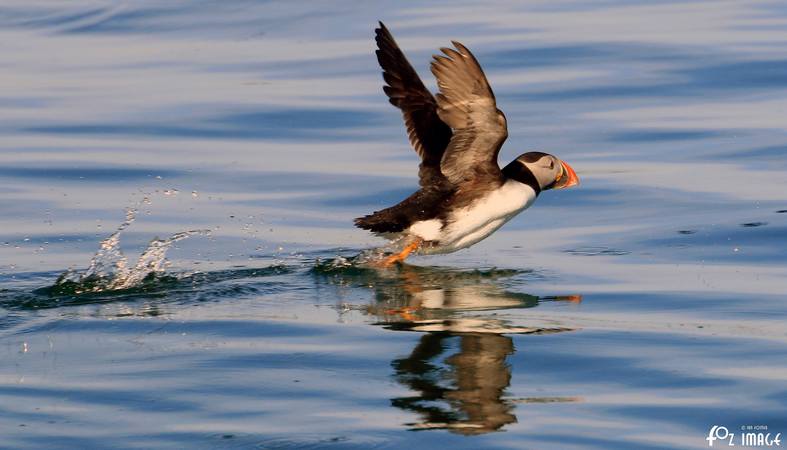 26 March 2017 - Farne island Puffins © Ian Foster / fozimage