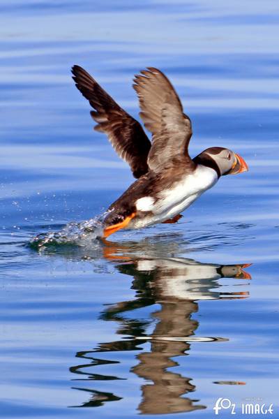 26 March 2017 - Farne island Puffins © Ian Foster / fozimage