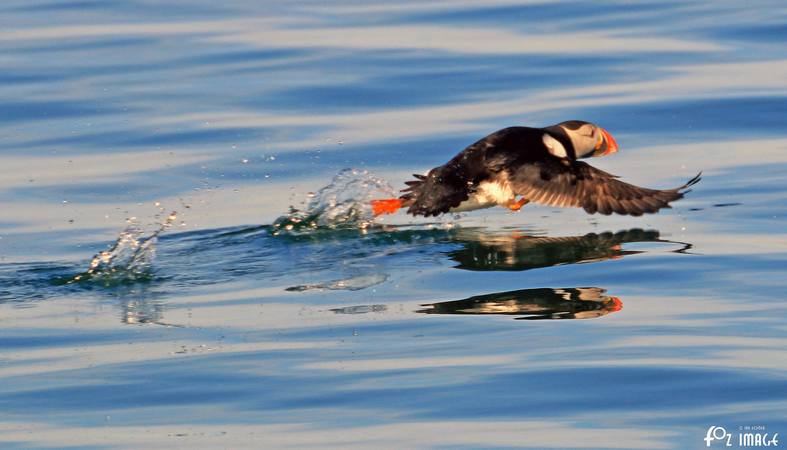 26 March 2017 - Farne island Puffins © Ian Foster / fozimage