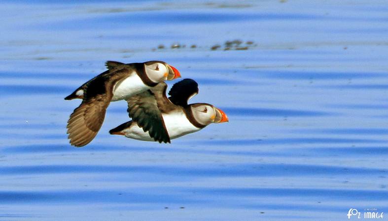 26 March 2017 - Farne island Puffins © Ian Foster / fozimage