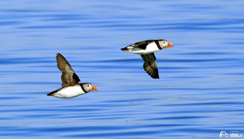 26 March 2017 - Farne island Puffins © Ian Foster / fozimage