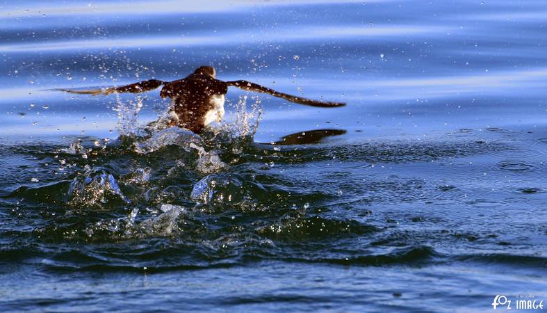 26 March 2017 - Farne island Puffins © Ian Foster / fozimage