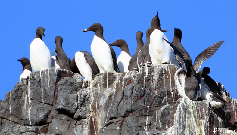 26 March 2017 - Farne island Guillemots © Ian Foster / fozimage