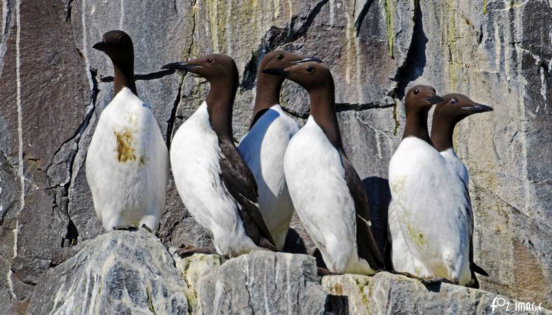 26 March 2017 - Farne island Guillemots © Ian Foster / fozimage