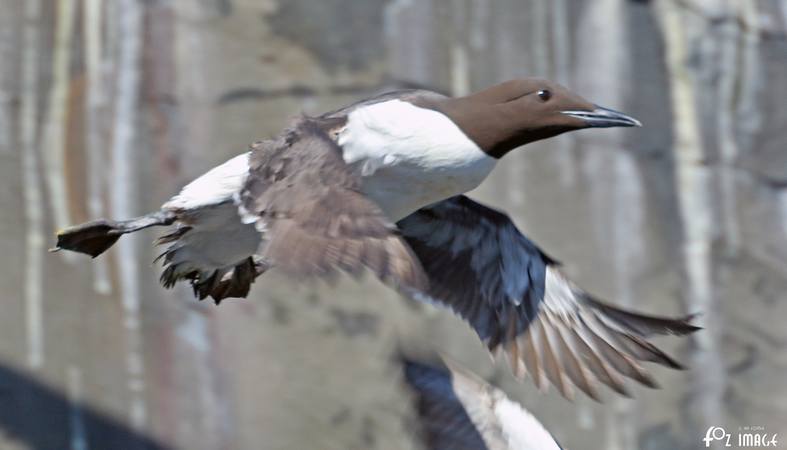 26 March 2017 - Farne island Guillemots © Ian Foster / fozimage