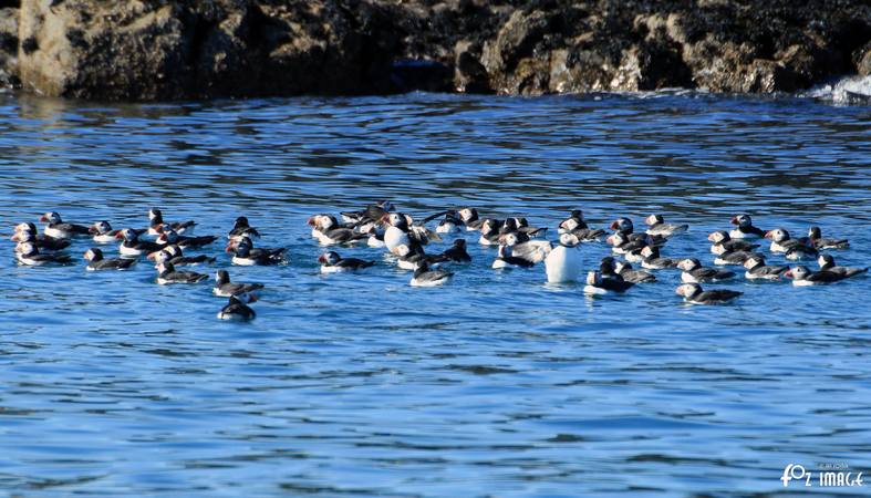 26 March 2017 - Farne island Guillemots © Ian Foster / fozimage