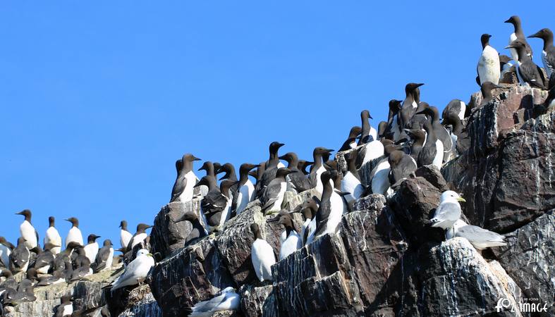 26 March 2017 - Farne island Guillemots © Ian Foster / fozimage