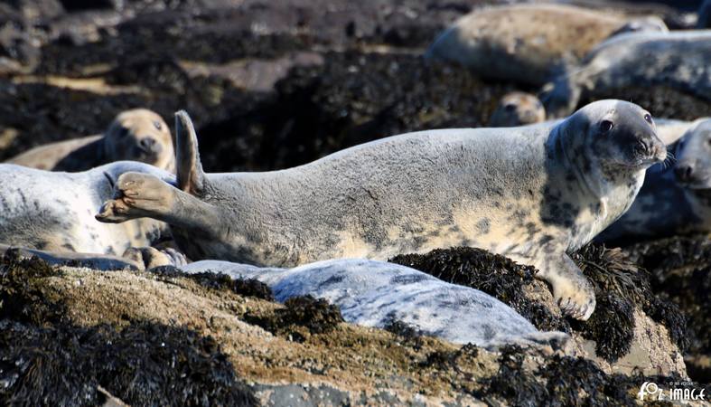 26 March 2017 - Grey Seals © Ian Foster / fozimage