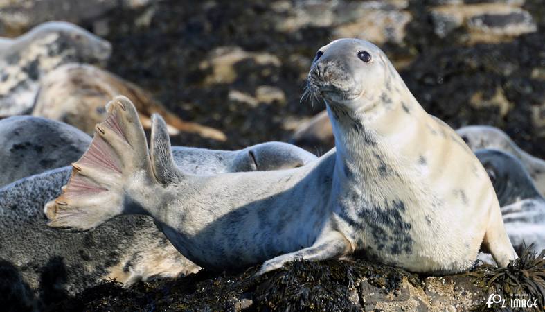 26 March 2017 - Grey Seals © Ian Foster / fozimage