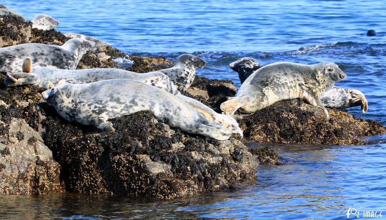 26 March 2017 - Grey Seals © Ian Foster / fozimage