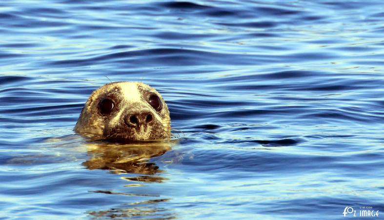 26 March 2017 - Grey Seals © Ian Foster / fozimage