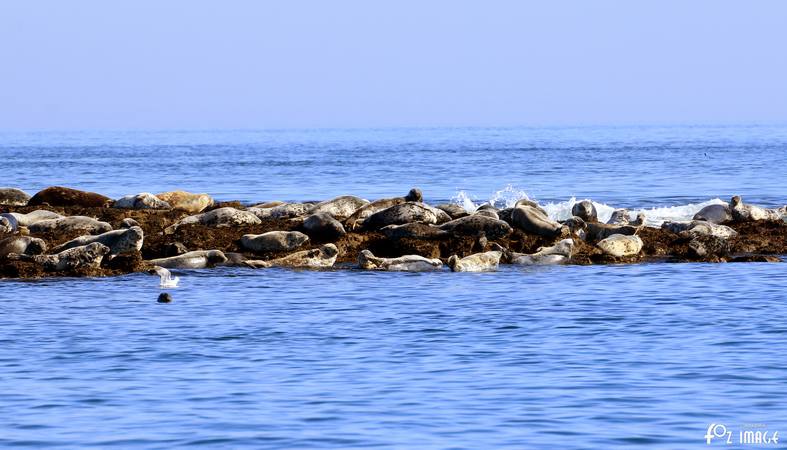 26 March 2017 - Grey Seals © Ian Foster / fozimage