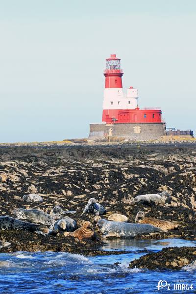 26 March 2017 - Grey Seals © Ian Foster / fozimage