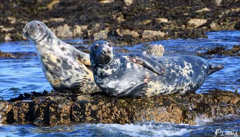 26 March 2017 - Grey Seals © Ian Foster / fozimage