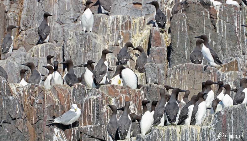 26 March 2017 - Farne island Guillemots © Ian Foster / fozimage