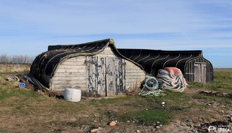 29 March 2017 - Lindisfarne © Ian Foster / fozimage