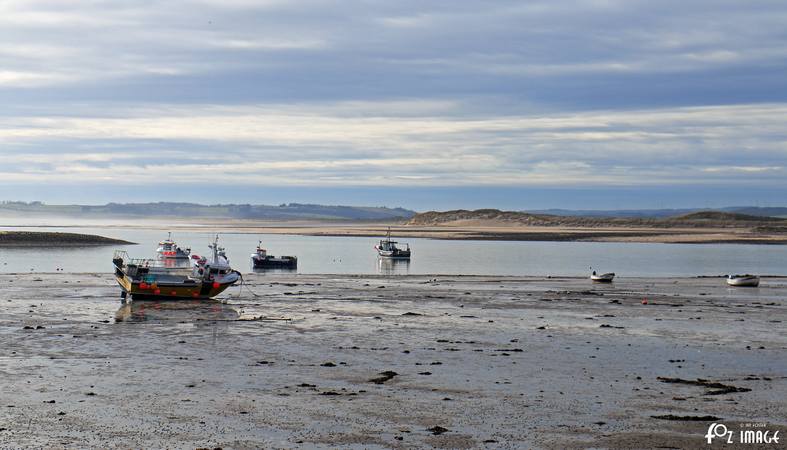 29 March 2017 - Lindisfarne © Ian Foster / fozimage