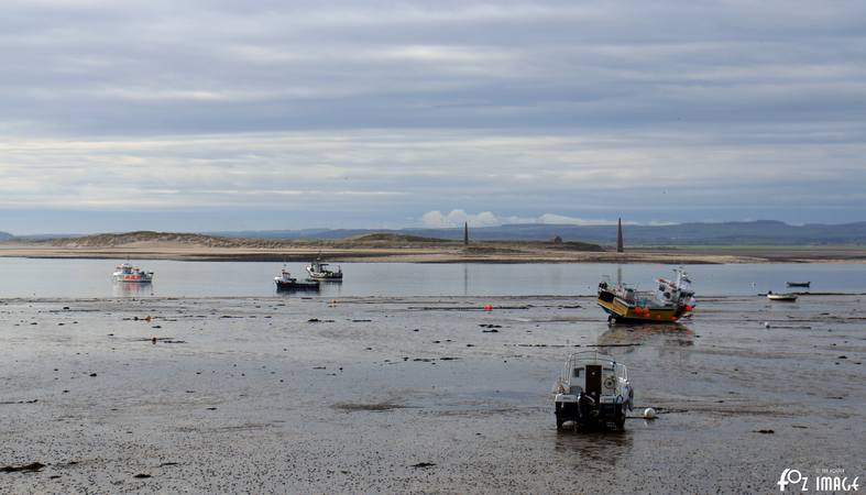 29 March 2017 - Lindisfarne © Ian Foster / fozimage