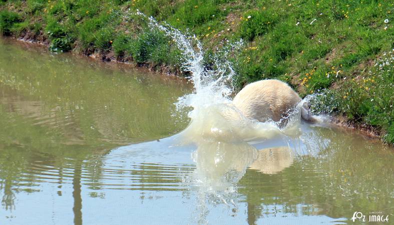 31 May 2017 - Yorkshire Wildlife Park - Polar Bear © Ian Foster / fozimage