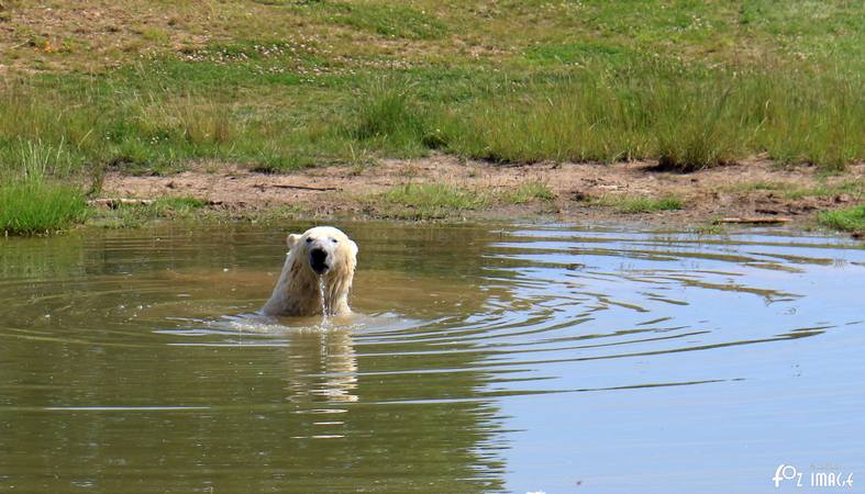 31 May 2017 - Yorkshire Wildlife Park - Polar Bear © Ian Foster / fozimage