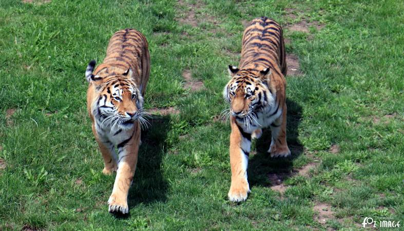 31 May 2017 - Yorkshire Wildlife Park - Amur Tigers © Ian Foster / fozimage