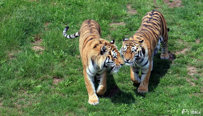 31 May 2017 - Yorkshire Wildlife Park - Amur Tigers © Ian Foster / fozimage