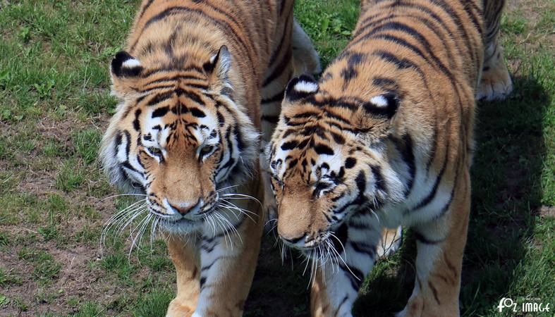 31 May 2017 - Yorkshire Wildlife Park - Amur Tigers © Ian Foster / fozimage