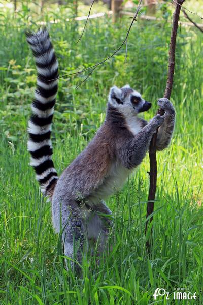 31 May 2017 - Yorkshire Wildlife Park - Lemurs © Ian Foster / fozimage