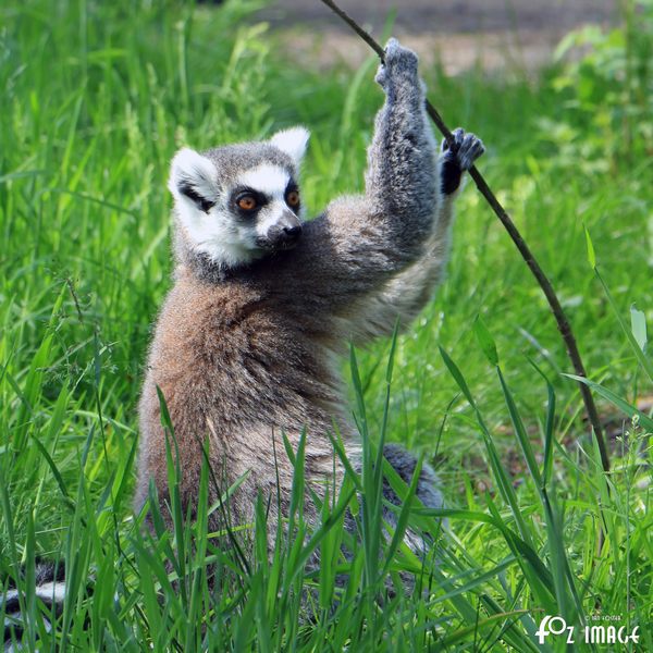 31 May 2017 - Yorkshire Wildlife Park - Lemurs © Ian Foster / fozimage