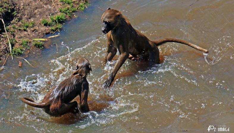 31 May 2017 - Yorkshire Wildlife Park - Guinea baboons © Ian Foster / fozimage