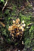 Fungi - Golitha falls
