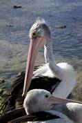 Pelican feeding at Kingscote