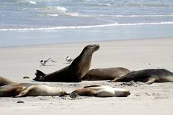 Seal bay conservation park