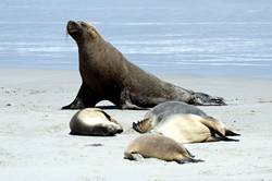 Seal bay conservation park